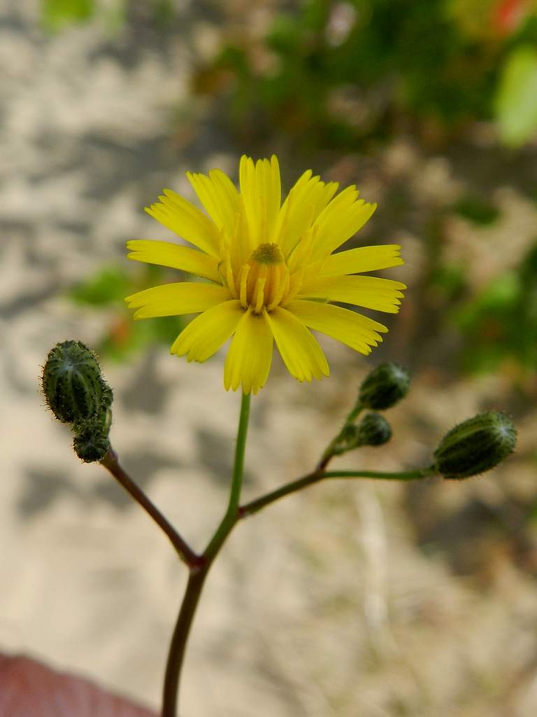 Hieracium sp. ?